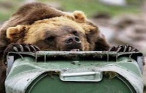 Bear resistant bins work!